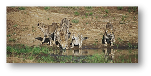 Cheetahs drinking water Mara