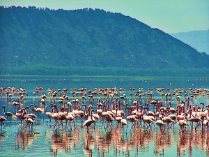 Flamingoes Lake Naivasha