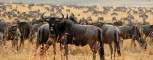 Wildebeest MIgration Mara
