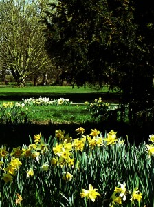 Daffodils in Kew Gardens London