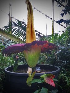 Amorphophallus-Titan-Flower