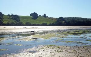 Doggy runs 4 Bedroom House along the River Fowley in Lerryn Cornwall (b)